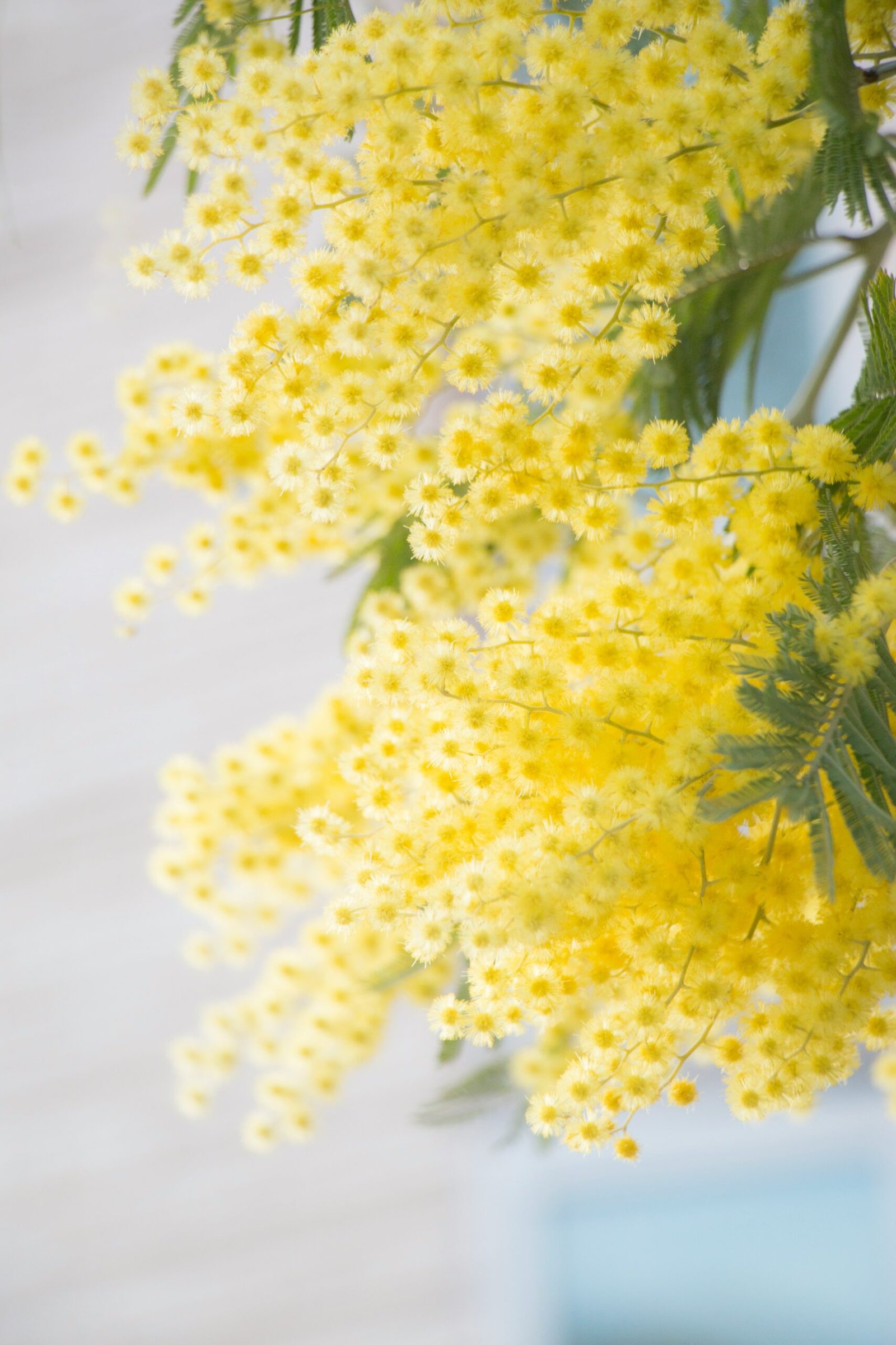 yellow flowers